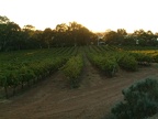 24 A vineyard.sized