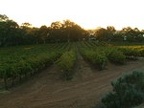 24 A vineyard.thumb