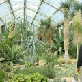 London, Kew Gardens - big cactii