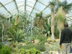 London, Kew Gardens - big cactii