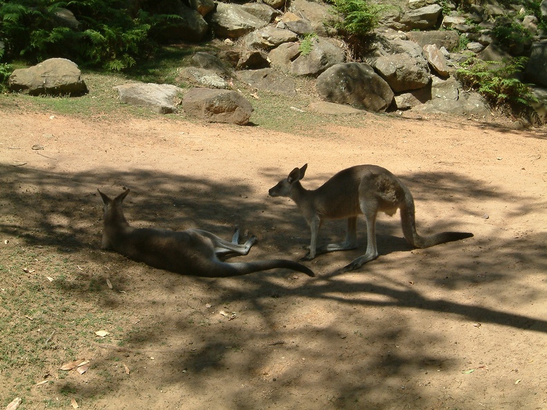 Roo's at Taronga Zoo