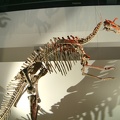 28 - Dinosaurs from China