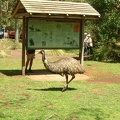 1 - An Emu