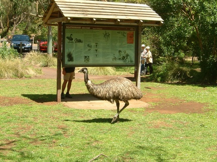 1 - An Emu