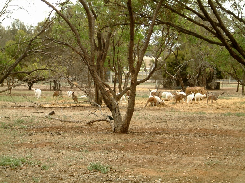 65 - White Kangeroo's