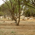 65 - White Kangeroo's