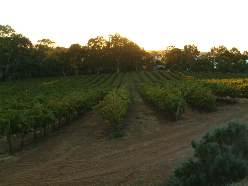 24 - A vineyard