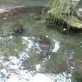 33 -Turtles
