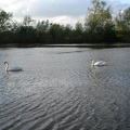 Kennetmouth - swans