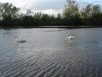 Kennetmouth - swans