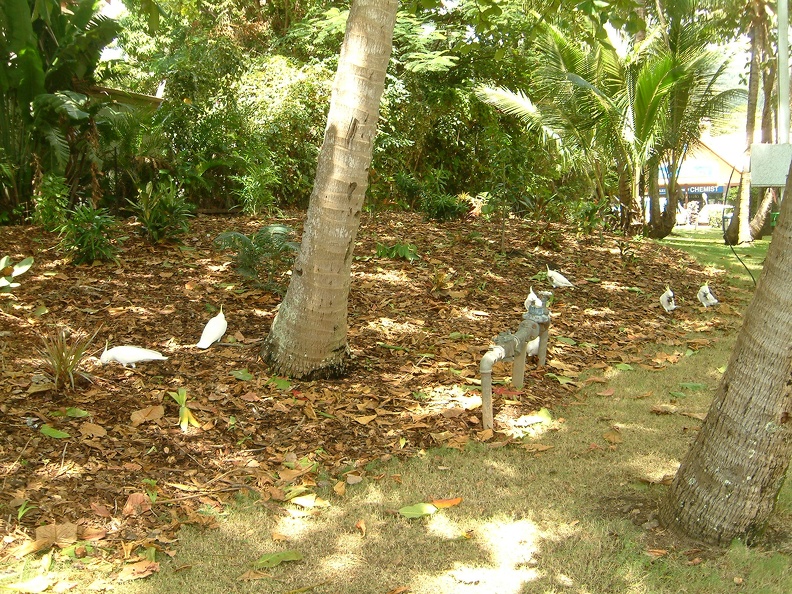 90 - Cockatoos