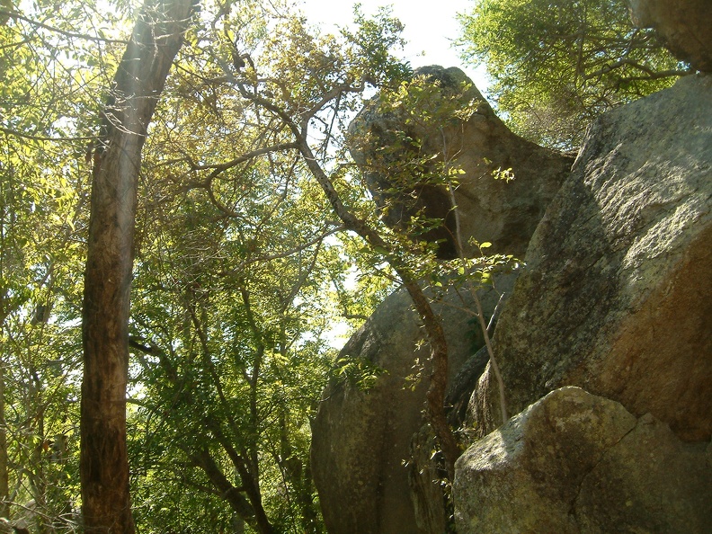 15_Another_rocky_forest_shot.jpg