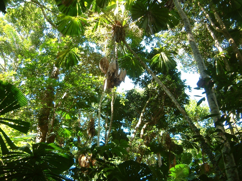 30_A_tropical_rainforest.jpg