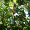 30 - A tropical rainforest