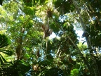 30 - A tropical rainforest