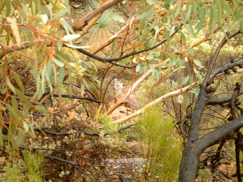 31 - Another Kangaroo