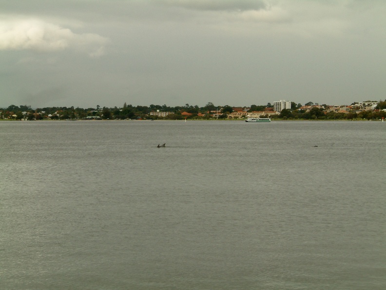 9_Dolphins_in_the_Swan_River.jpg