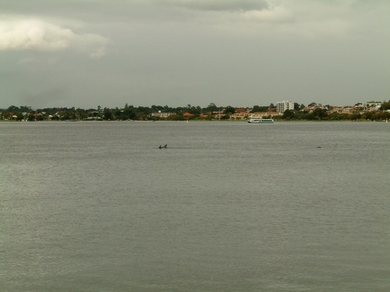 9 - Dolphins in the Swan River