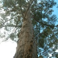 15 - The Gloucester Tree