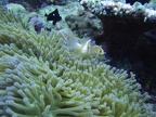 27 - Skunk Anemone Clownfish