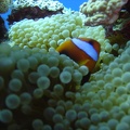 58 - A clownfish