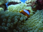 58 - A clownfish