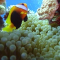 59 - Staying close to his Anemone