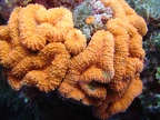61 - Orange coral