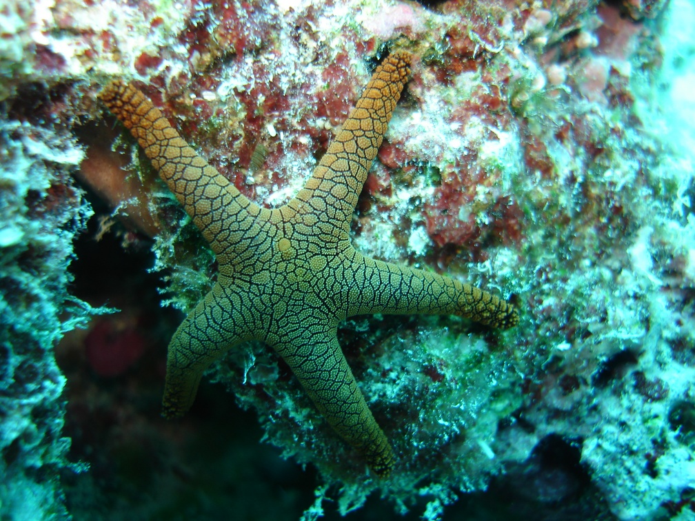 76 - Starfish