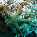 76 - Starfish