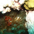 80 - Another Clownfish