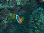 85 - Of Clownfish
