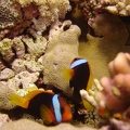94 - More Clownfish