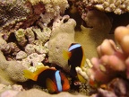 94 - More Clownfish