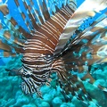 114 - A Lionfish closeup