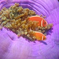 122 - Some more Clownfish pics