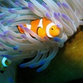 123 - Because everyone loves Nemo