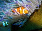 123 - Because everyone loves Nemo