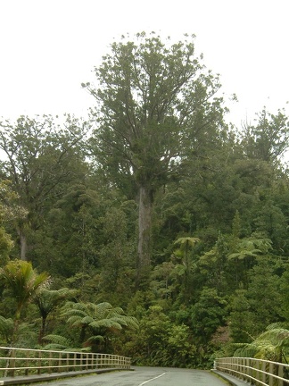 6 - A Kauri forest