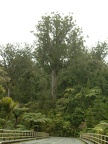 6 - A Kauri forest