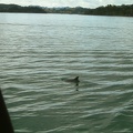 32 - We spot some Dolphins