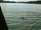 32 - We spot some Dolphins