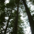 62_California_Redwoods_in_NZ.jpg