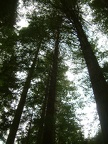 62 - California Redwoods in NZ