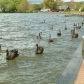 136 - Black Swans