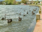 136 - Black Swans