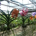 41 - Orchids