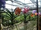 41 - Orchids