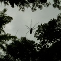 108 - Big spider