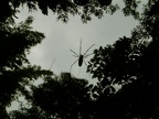 108 - Big spider